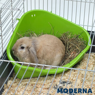 Moderna MP Toilete Corner Verde para Roedores