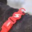Dashi colorflex collar de TPU rojo para perros, , large indicador imagen numero 3