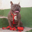 BLAZE - Arnés Ajustable H para perros Tail and Tropic, , large indicador imagen numero 3