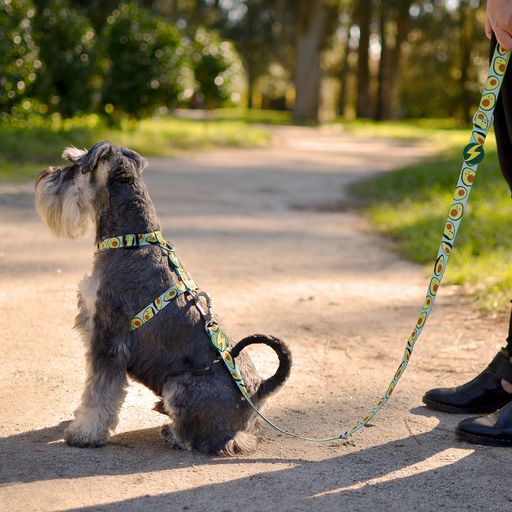 Dashi avocado correa de poli&eacute;ster multicolor para perros, , large Imagen numero 4