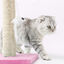 Nobleza &ndash; Poste rascador para gatos de sisal con juguete. Peque&ntilde;o, Color Rosa Medidas: 25 * 25 * 35 cm, , large indicador imagen numero 2