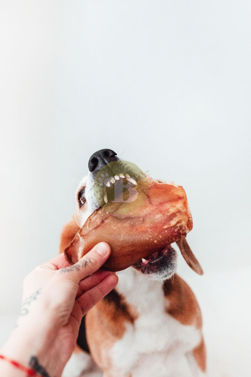 BIMORDISCOS PACK Snacks Naturales de Cerdo para Perros, , large Imagen numero 4