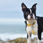 Collar de poliéster Brutus para perros color Amarillo, , large image number null
