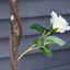 Outsunny Planta Artificial de 90 cm Rosa Blanca Realista con 21 Flores y 350 Hojas Maceta de Cemento Incluida para Interior y Exterior Verde, , large indicador imagen numero 4