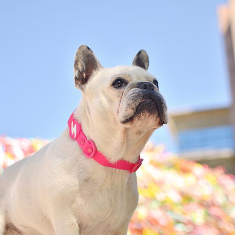 Dashi colorflex collar de TPU rosa para perros, , large image number null