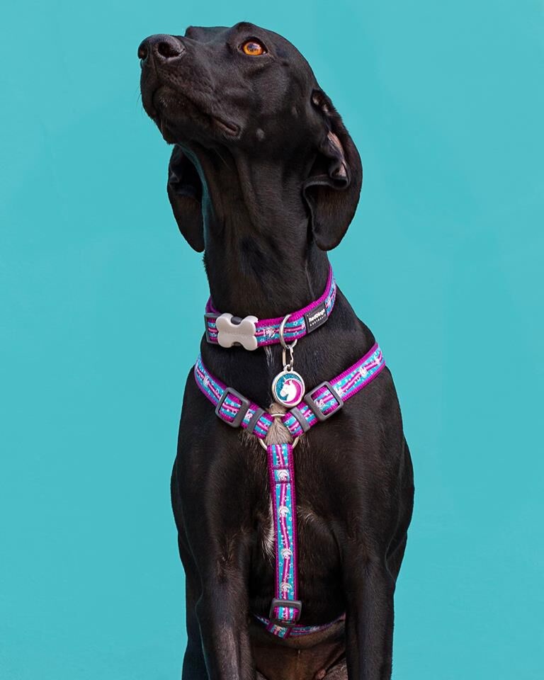 Placa identificativa Purpurina Unicornio Aqua para perros, , large Imagen numero 2