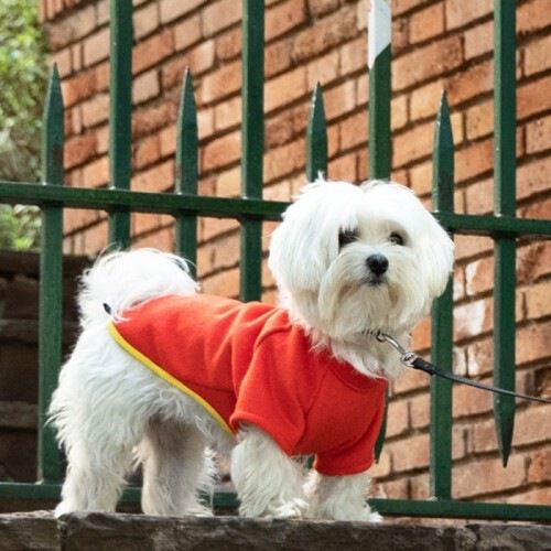 Abrigo para perros Groc Groc Chiu Bot&oacute;n Orange Medley, , large Imagen numero 2