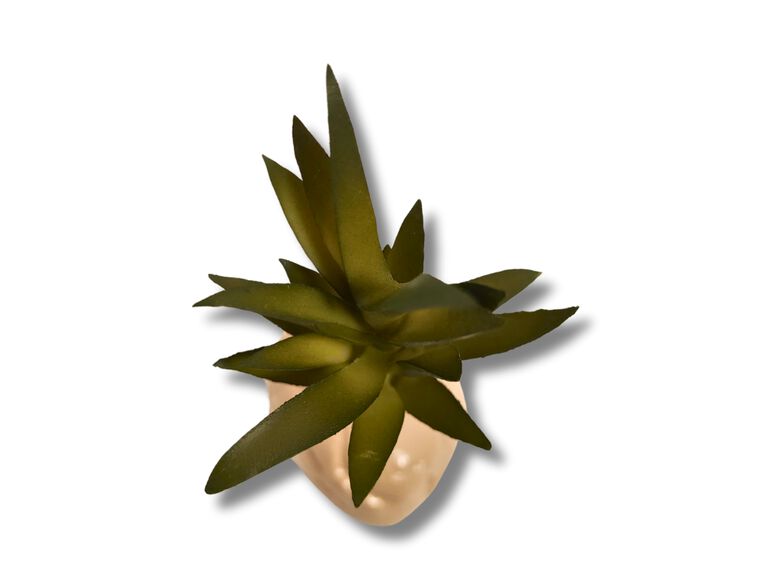 Reptilhábitat Planta Suculenta De Decoración Para Terrarios thumbnail