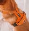 Arn&eacute;s CountryFox&trade; Pro &bull; Naranja, , large indicador imagen numero 3