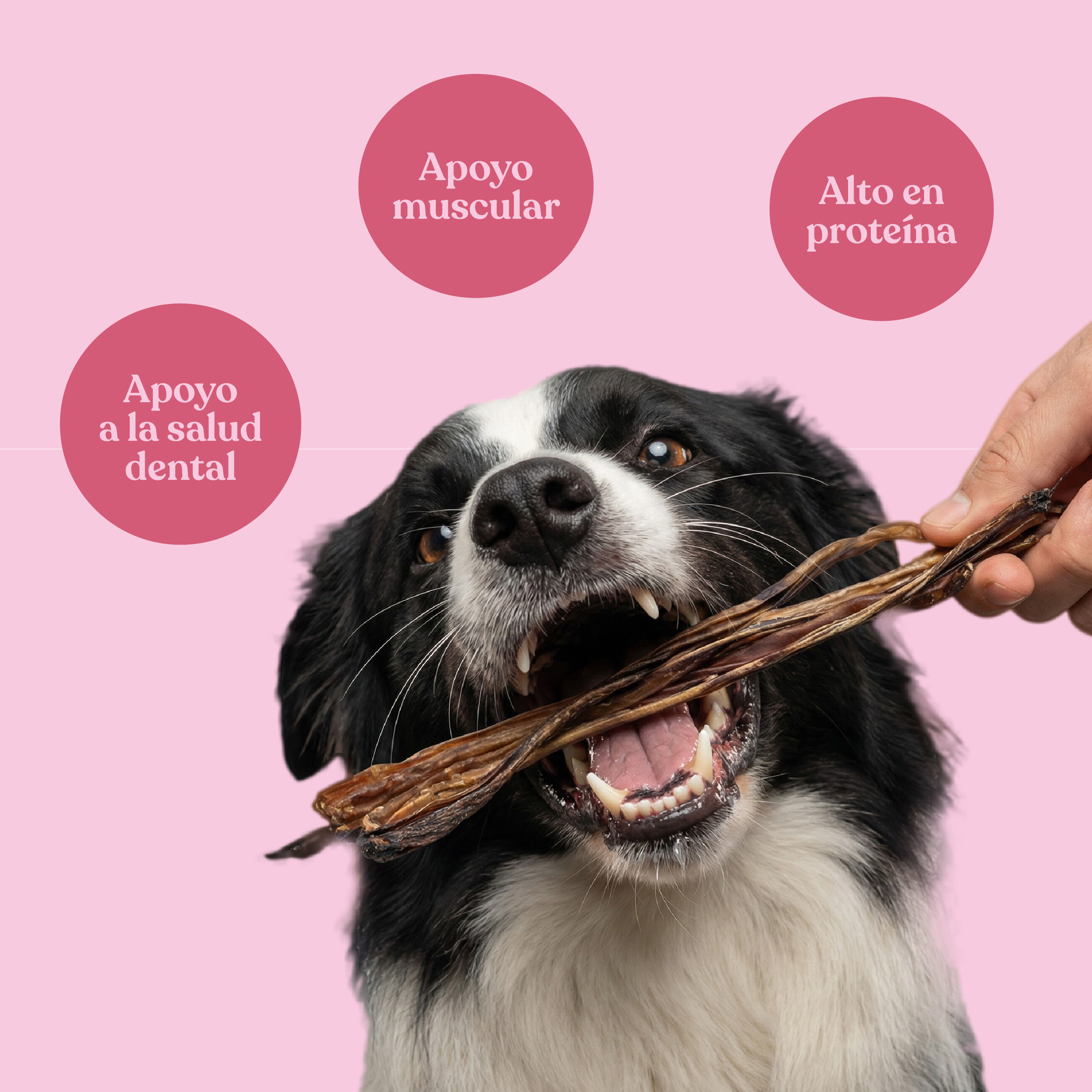 dr.bimix Nervio de Cerdo para Perros | Masticaci&oacute;n Natural y Entretenimiento Duradero, , large Imagen numero 3
