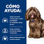 12 kg Hill's Prescription Diet b/d Ageing and Alertness Care Pollo pienso para perros, , large indicador imagen numero 4