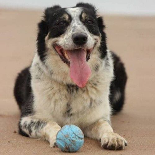 Chuckit! Juguete de lanzamiento para perros color Naranja thumbnail