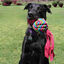 Kong Wubba Waves mordedor para perros, , large indicador imagen numero 3