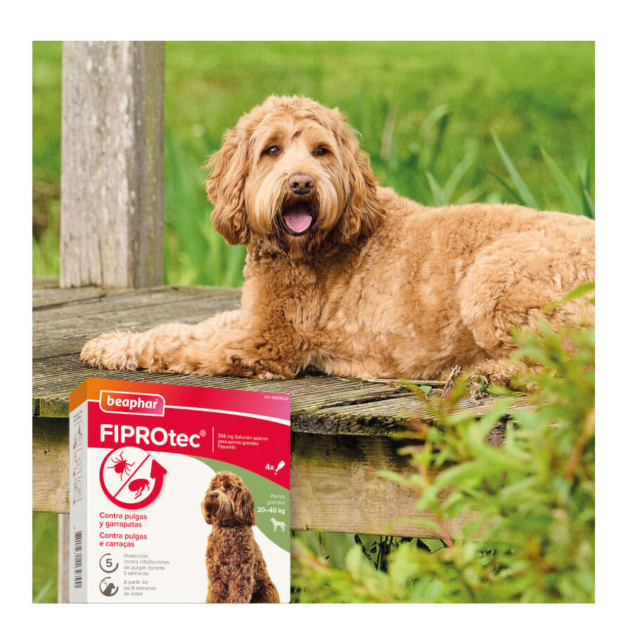 Beaphar FiproTec Pipetas para perros thumbnail