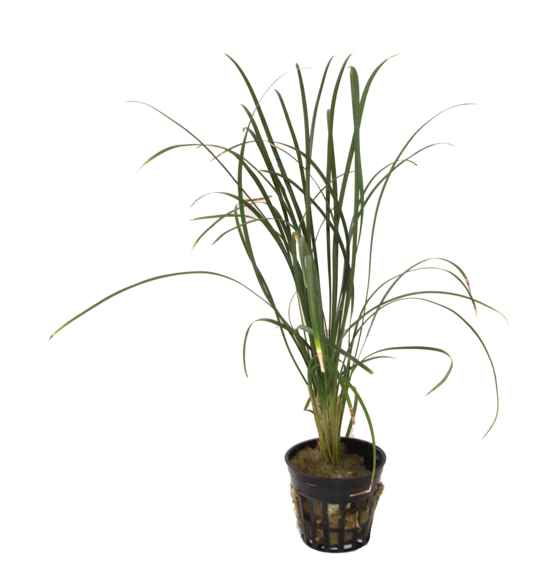 Tropica Iberia Planta Ophiopogon Japonicus