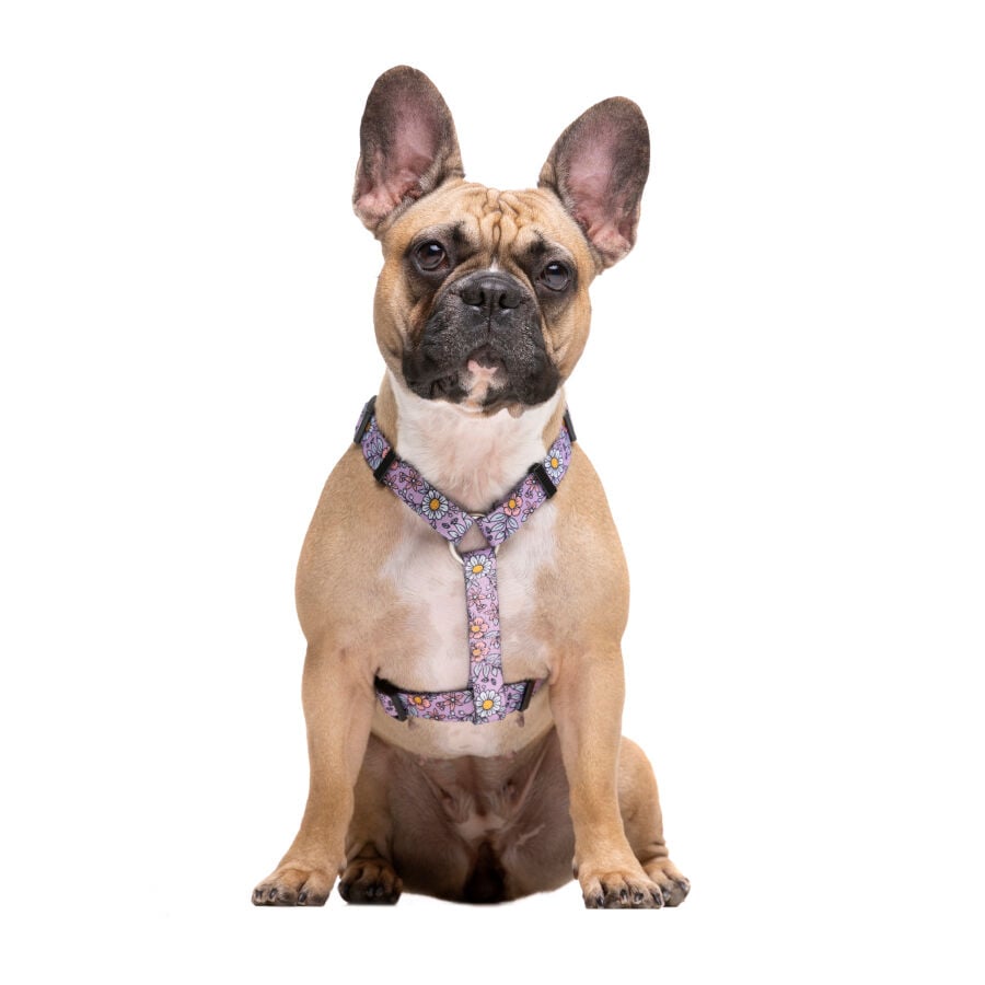 Dukier Flower Power Arnés Clásico para perros thumbnail