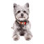 Dukier Collar Estampado Tattoo para perros1 indicador imagen numero 2