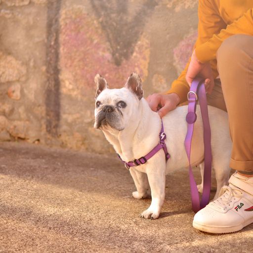 Dashi correa de nylon p&uacute;rpura para perros, , large Imagen numero 4