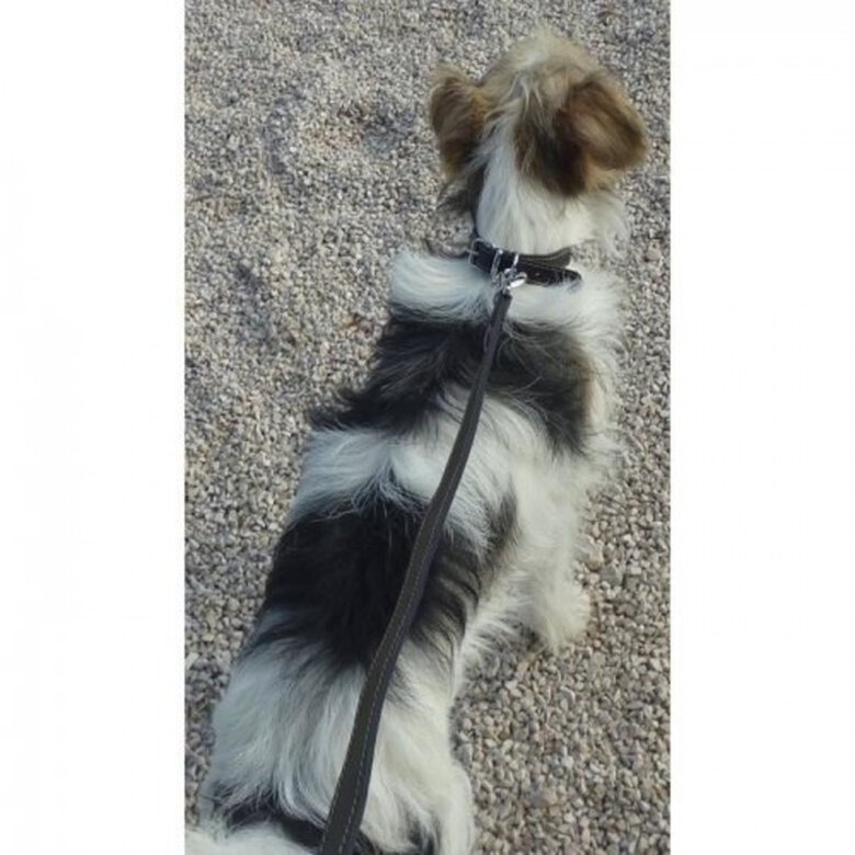 Cstore collar de cuero suave y ajustable negro para perros, , large image number null