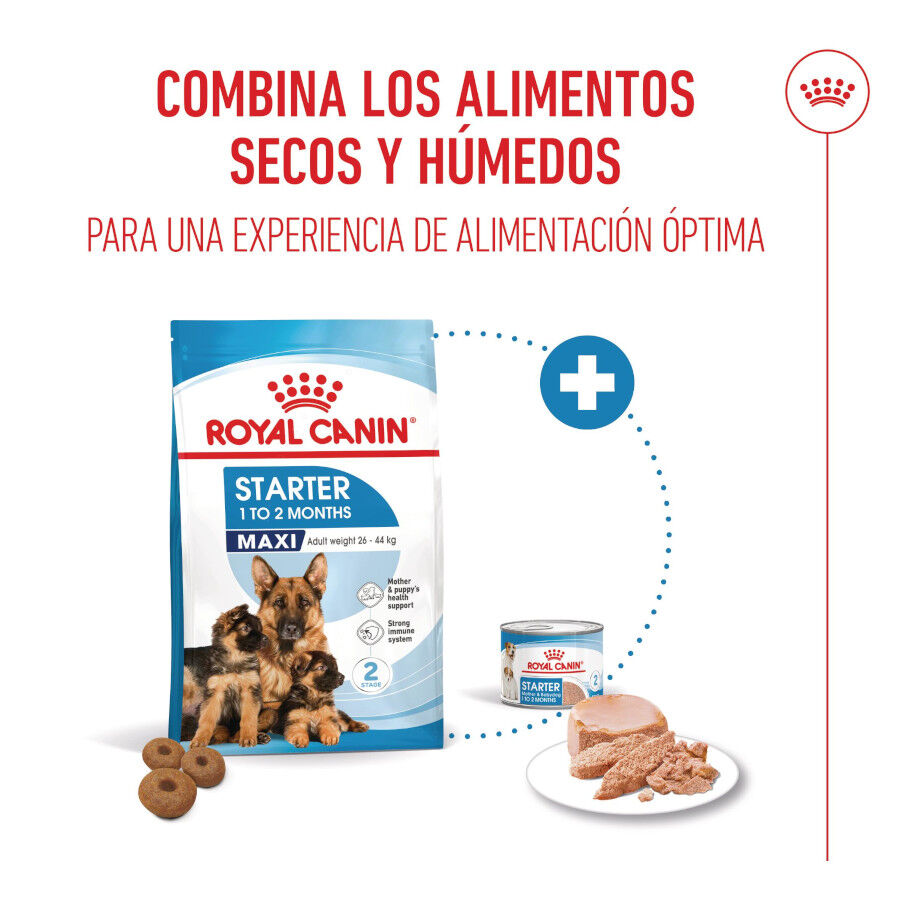 Royal Canin Starter MotheryBaby Maxi pienso para perros thumbnail