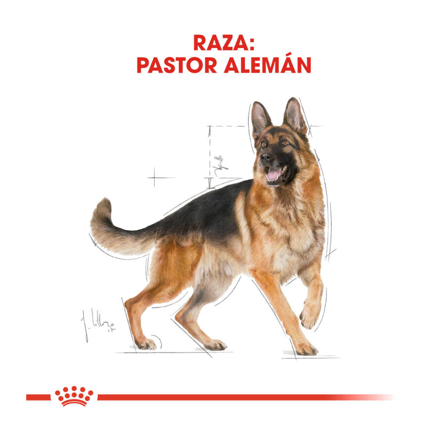 Royal Canin Adult Pastor Alemán pienso para perros thumbnail