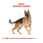 Royal Canin Adult Pastor Alemán pienso para perros, , large image number null