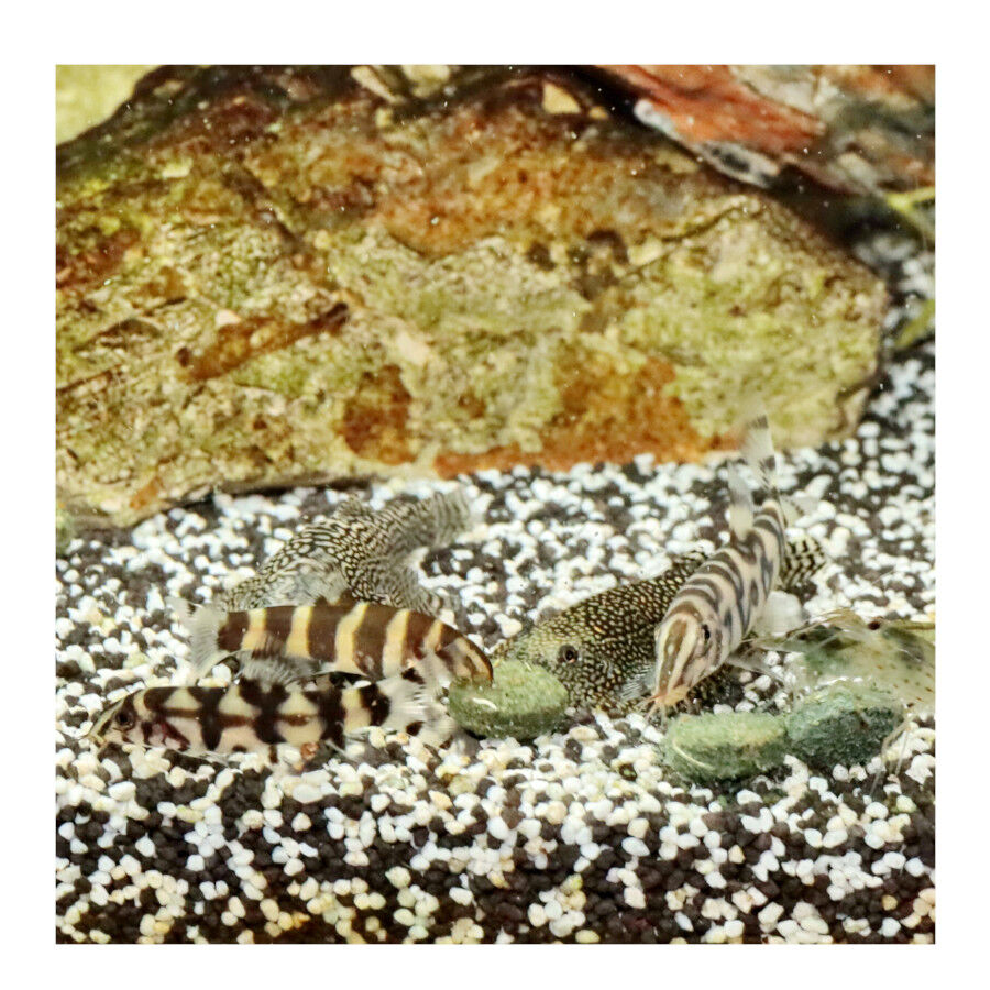 JBL Pronovo Botia Tabletas M Alimento en pastillas para lochas de 1-20 cm thumbnail