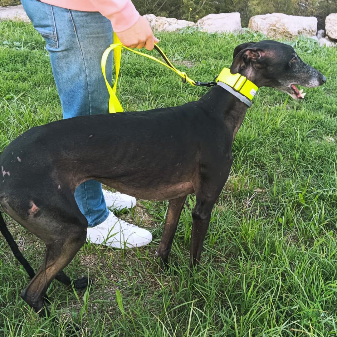 EGV - Correa multiposicion perro con doble asa de neopreno. Correa perro manos libres de 2,50 metros de longitud. (Amarillo), , large Imagen numero 5