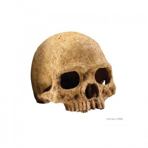 Refugio Exo-Terra Carabela Primate Skull