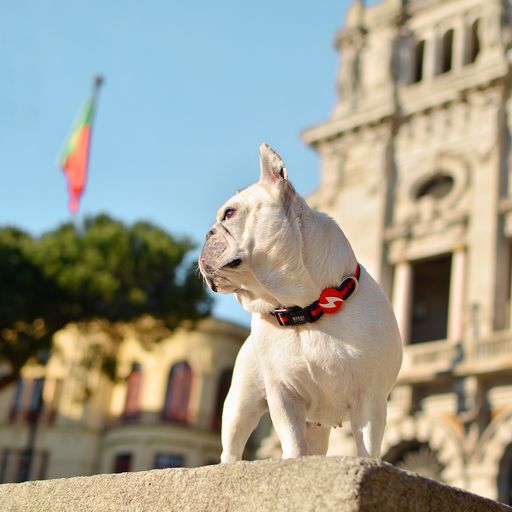 Dashi stripes collar de poli&eacute;ster rojo y negro para perros, , large Imagen numero 4