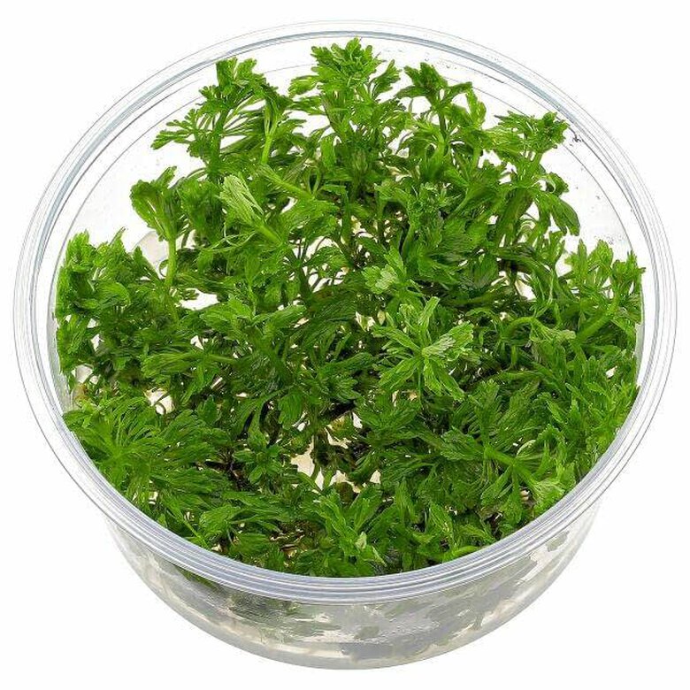 Tropica Iberia planta Limnophila Sessiflora, , large image number null