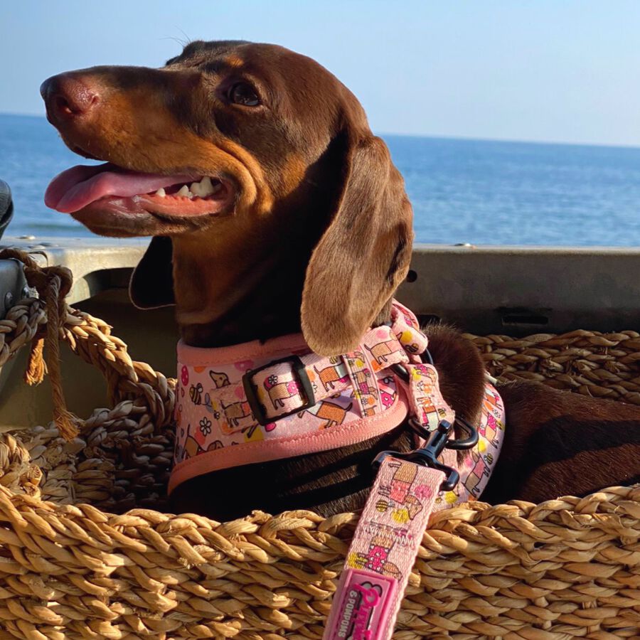 ADAPTADOR DE CINTUR&Oacute;N DE SEGURIDAD - Bee Happy Dachshunds, , large Imagen numero 4