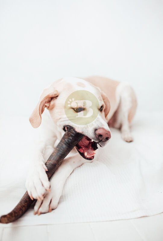 BIMORDISCOS PACK Juguete Indestructible para Perros + Cuerno de B&uacute;falo para Perros, , large Imagen numero 5