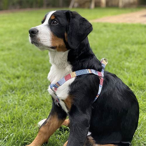 Arneses Fantasy Geo y Plumas ARN&Iacute;&permil;S FANTASY PLUMAS M, , large Imagen numero 4