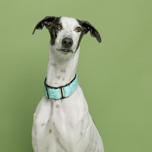 Baona collar martingale amur de nylon reciclado azul para perros, , large Imagen numero 2