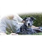 Sportdog collar de adiestramiento negro y naranja para perros, , large image number null