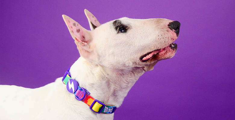 Collar Betty You para perros Muy Peque&ntilde;o, , large Imagen numero 2