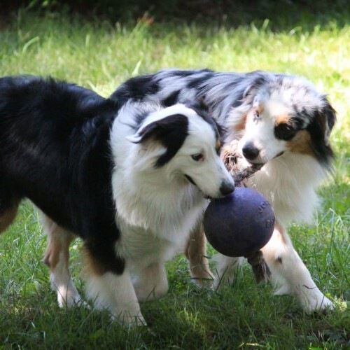 Pelota con cuerda para perros color Azul, , large Imagen numero 7