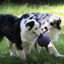 Pelota con cuerda para perros color Azul, , large indicador imagen numero 7