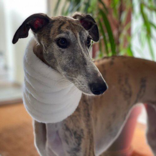 Bufanda Uoamy Reversible para perros color Blanco, , large Imagen numero 1