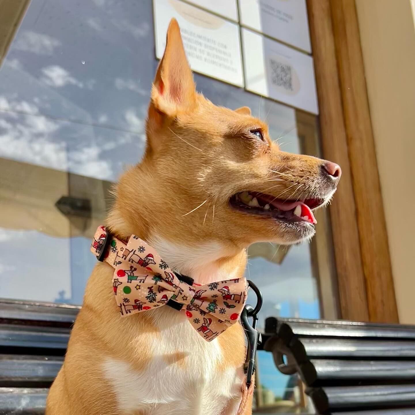 Pajarita - Perros Salchicha Navide&ntilde;os, , large Imagen numero 3