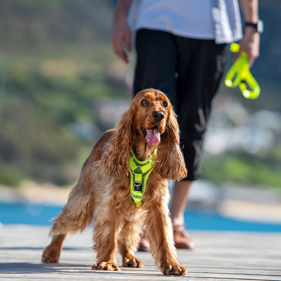 Rogz arn&eacute;s de control de nylon rojo para perros, , large Imagen numero 2