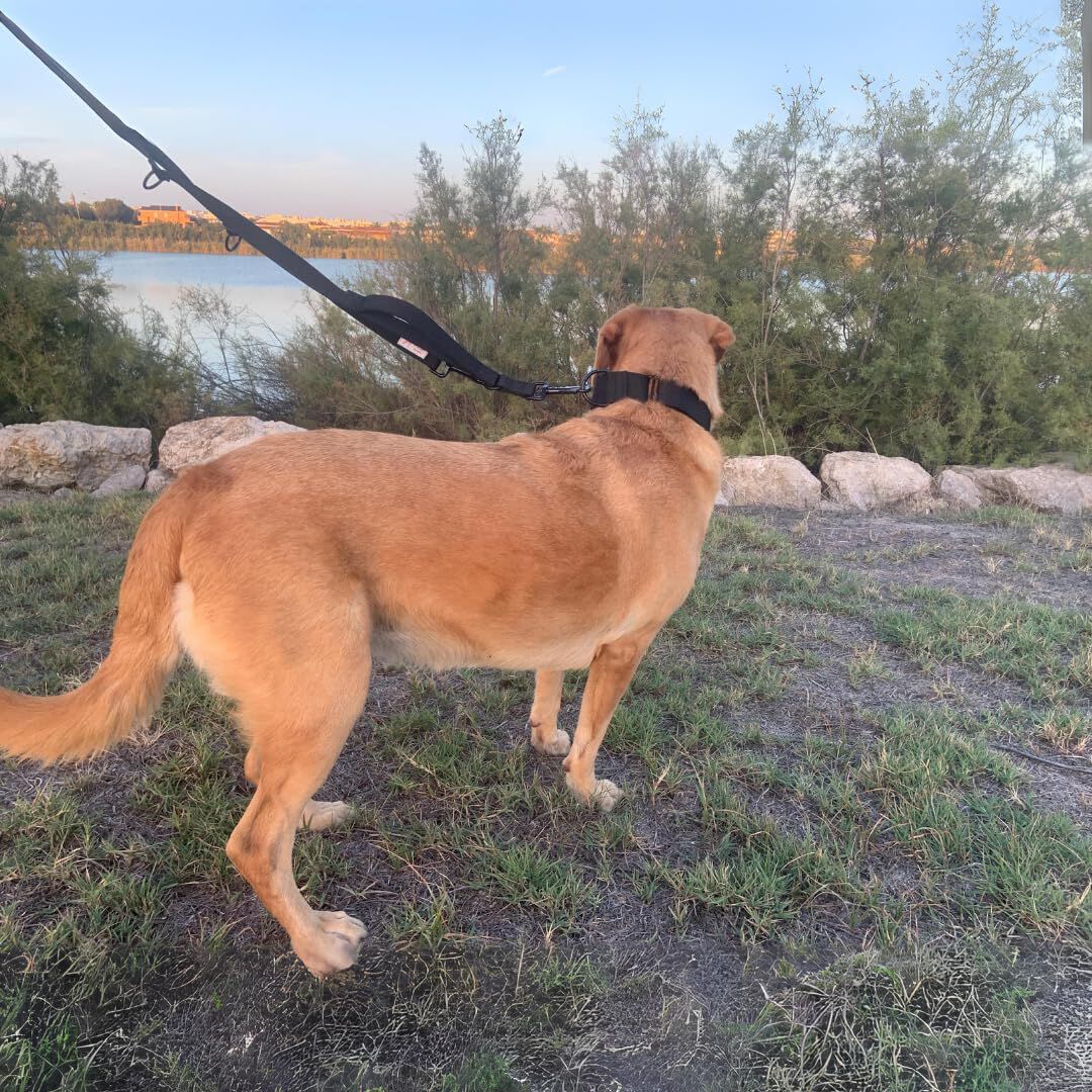 EGV - Collar Martingale. Collar galgo hecho a mano en Espa&ntilde;a (Negro), , large Imagen numero 5