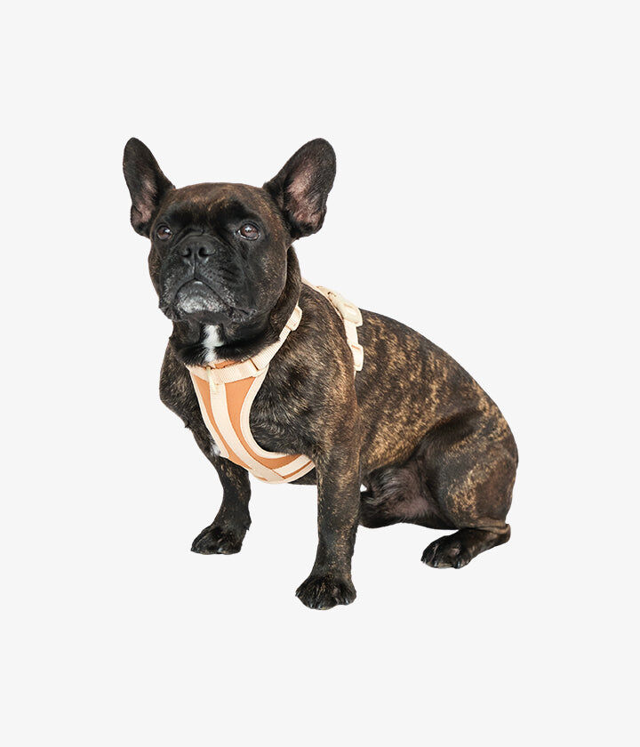 Pet and Co Set De Arn&eacute;s y Correa Marr&oacute;n Rex - Perros, , large Imagen numero 2