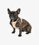 Pet and Co Set De Arnés y Correa Marrón Rex - Perros, , large indicador imagen numero 2