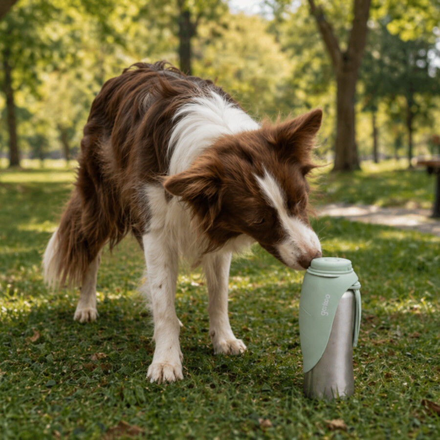Gotoo Botella Bebedero Port&aacute;til de Acero Inoxidable Verde para perros, , large Imagen numero 1