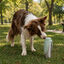Gotoo Botella Bebedero Port&aacute;til de Acero Inoxidable Verde para perros, , large indicador imagen numero 1