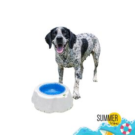 Summer Vibes Bowl Refrescante Comedero y Bebedero para perros