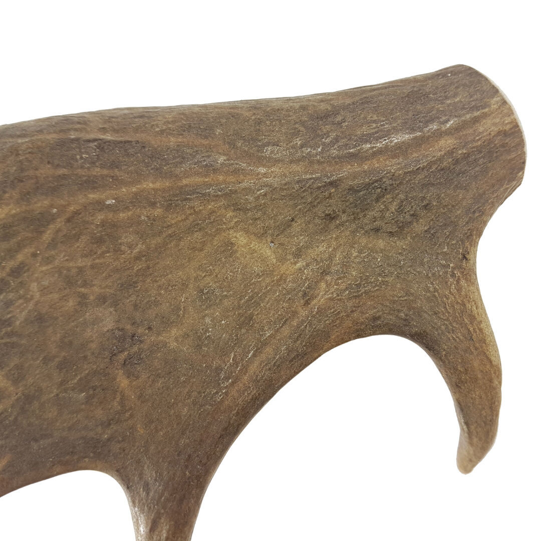 BIMORDISCOS Asta de gamo para perros Pack 2 x L, , large Imagen numero 4