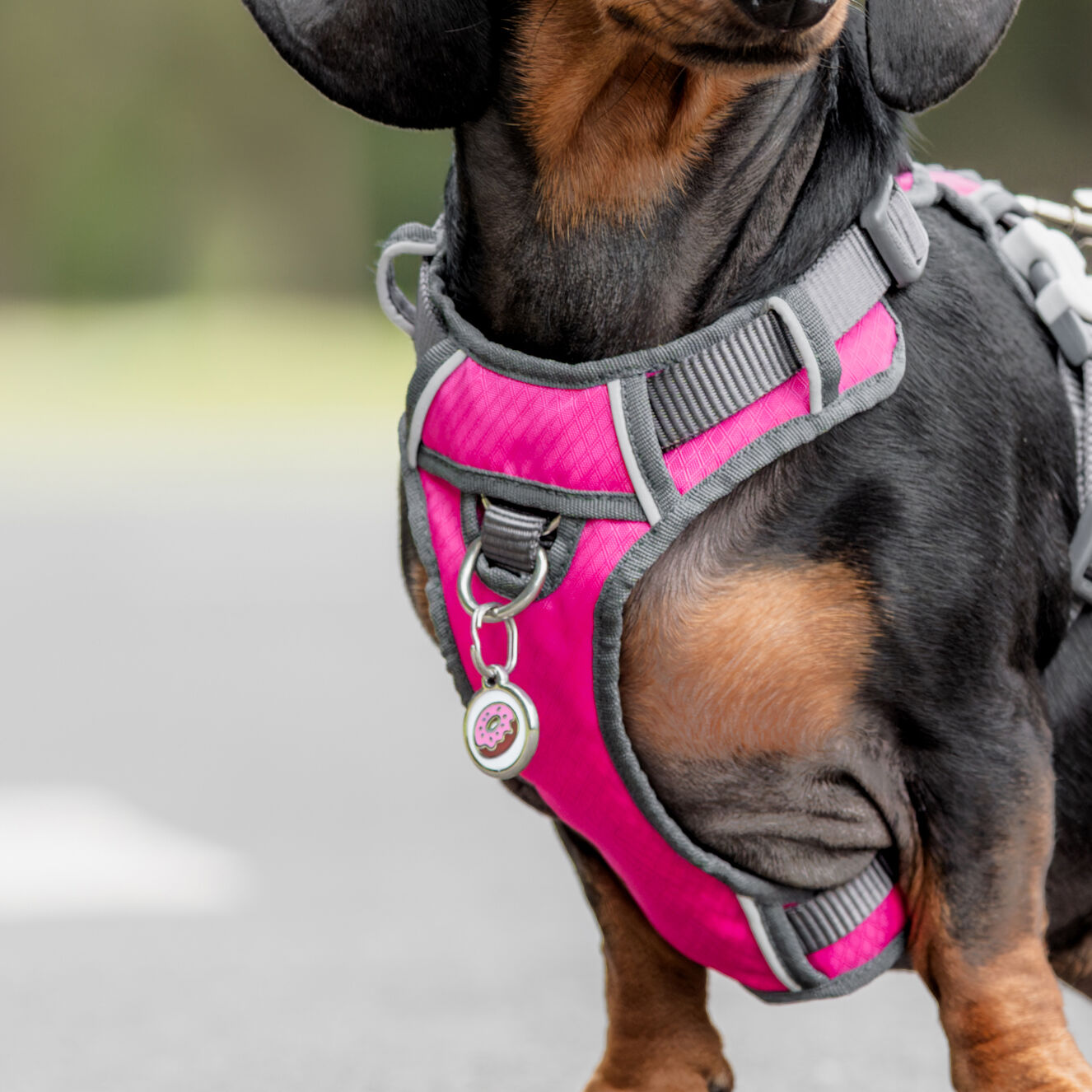 Placa identificativa Acero Inoxidable Hueso para perros, , large Imagen numero 5